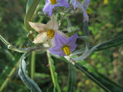 Solanum croatii image