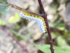 Macremphytus testaceus