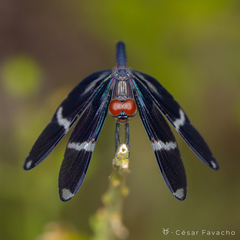 Zenithoptera fasciata