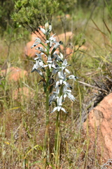 Chloraea multiflora