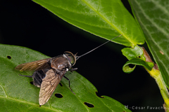 Fidena