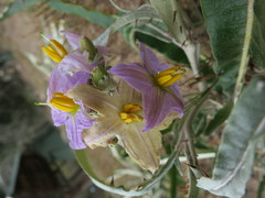 Solanum croatii image