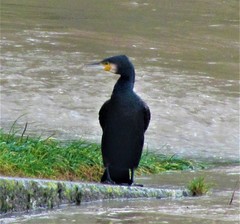 Phalacrocorax carbo