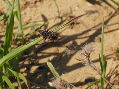 Pasites maculatus