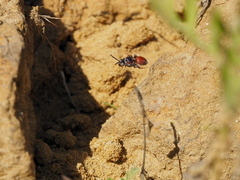 Pasites maculatus