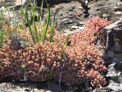 Sedum mucizonia