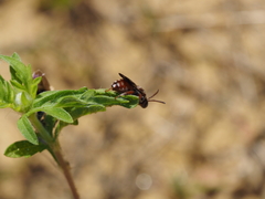 Pasites maculatus