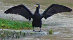 Phalacrocorax carbo