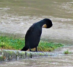 Phalacrocorax carbo