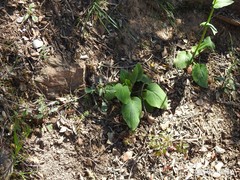 Doronicum plantagineum