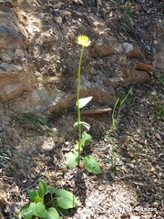 Doronicum plantagineum