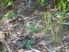 Doronicum plantagineum