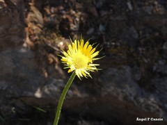 Doronicum plantagineum