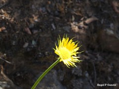Doronicum plantagineum