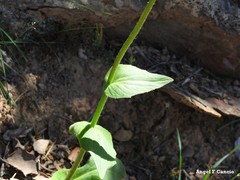 Doronicum plantagineum