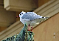 Chroicocephalus ridibundus