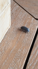 Armadillidium vulgare