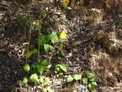Doronicum plantagineum