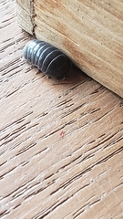 Armadillidium vulgare