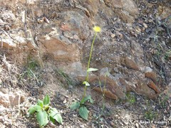 Doronicum plantagineum