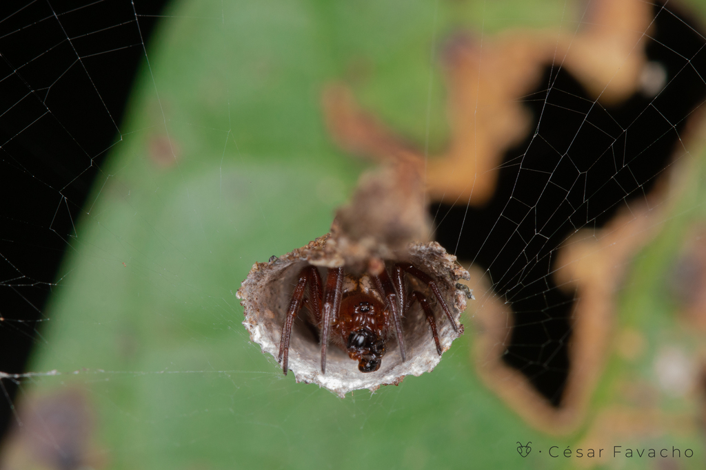 Cone-web Curl-leaf Spider