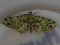 Pasiphila semochlora