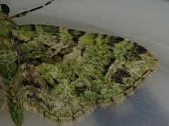 Pasiphila semochlora