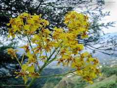 Vitekorchis excavata