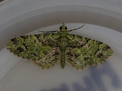 Pasiphila semochlora