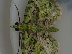 Pasiphila semochlora