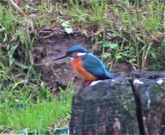 Alcedo atthis