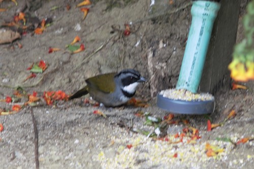 Sierra Nevada Brushfinch (Arremon basilicus), photo 8