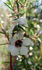 Leptospermum repo