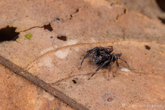 Salticidae