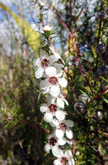 Leptospermum repo