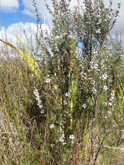 Leptospermum repo