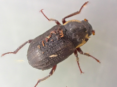 Postelichus