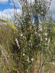 Leptospermum repo