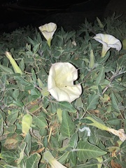 Datura wrightii