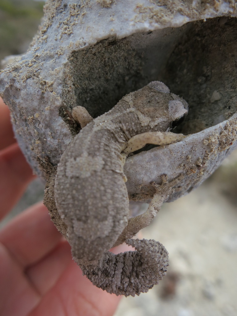 Grandidier's Madagascar Ground Gecko