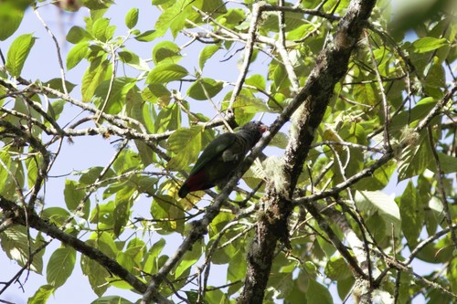 Red-billed Parrot (Pionus sordidus), photo 8