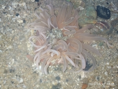 Paracondylactis sinensis