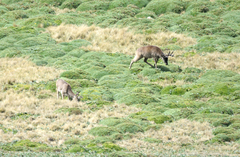 Odocoileus virginianus ustus