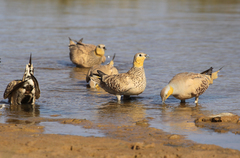 Pterocles senegallus