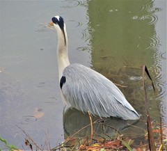 Ardea cinerea