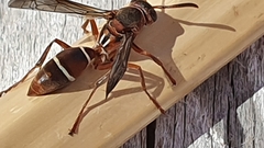 Polistes africanus