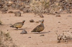 Pterocles orientalis