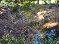 Austrostipa rudis