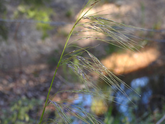 Austrostipa rudis