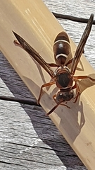 Polistes africanus